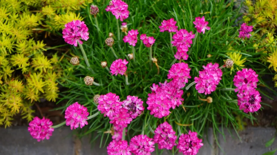 Trávnička (Armeria)