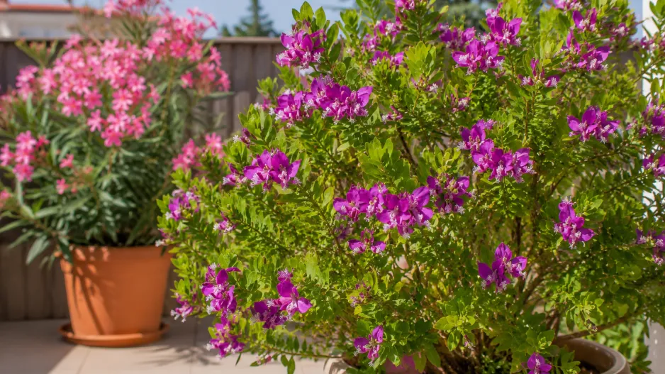 Vítod myrtolistý (Polygala myrtifolia)