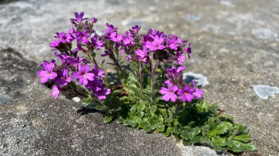 Nemléč alpský (Erinus alpinus)
