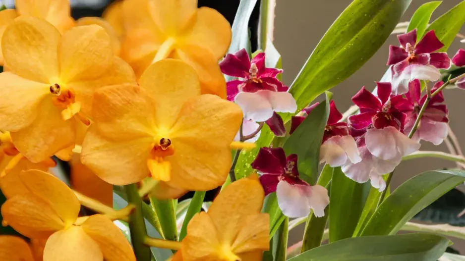 Neobvyklé orchideje, které vás překvapí vzhledem i vůní