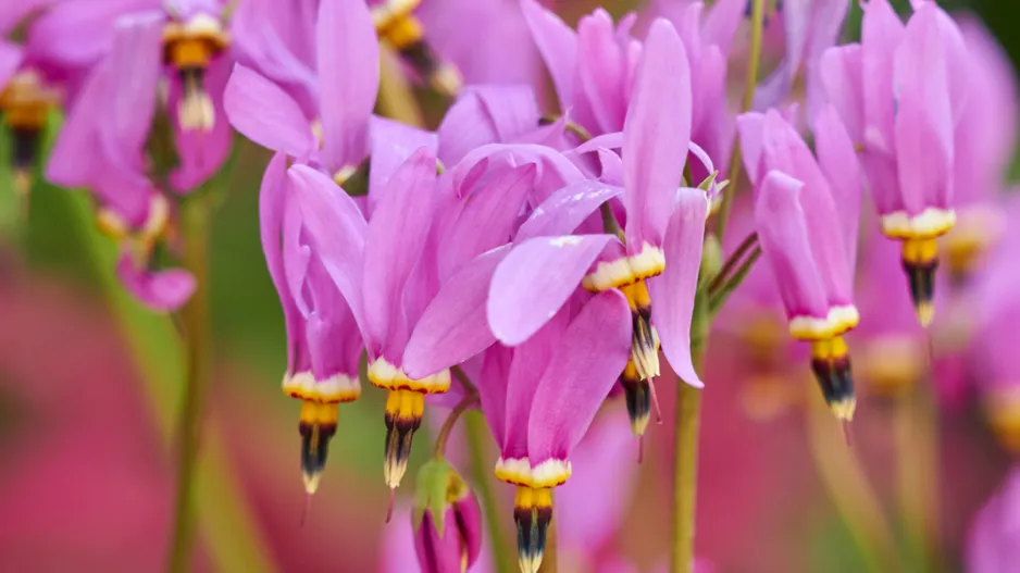 boží květ (Dodecatheon)