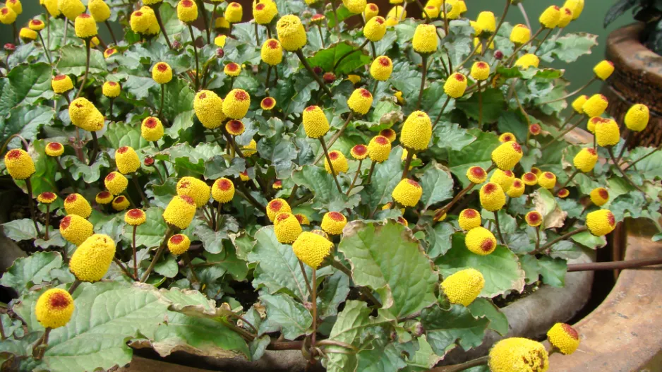 Plamatka zelná (Spilanthes oleracea nebo Acmella oleracea)