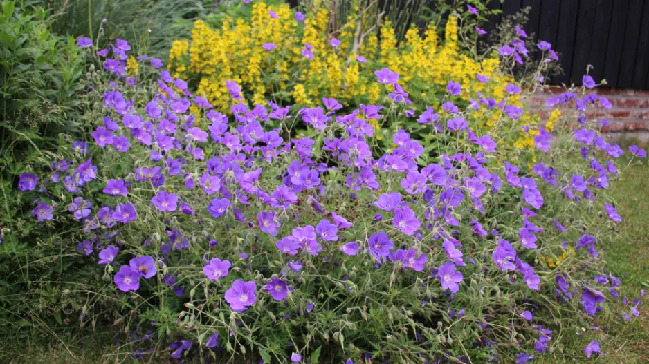Kakost 'Rozanne' (Geranium 'Rozanne')