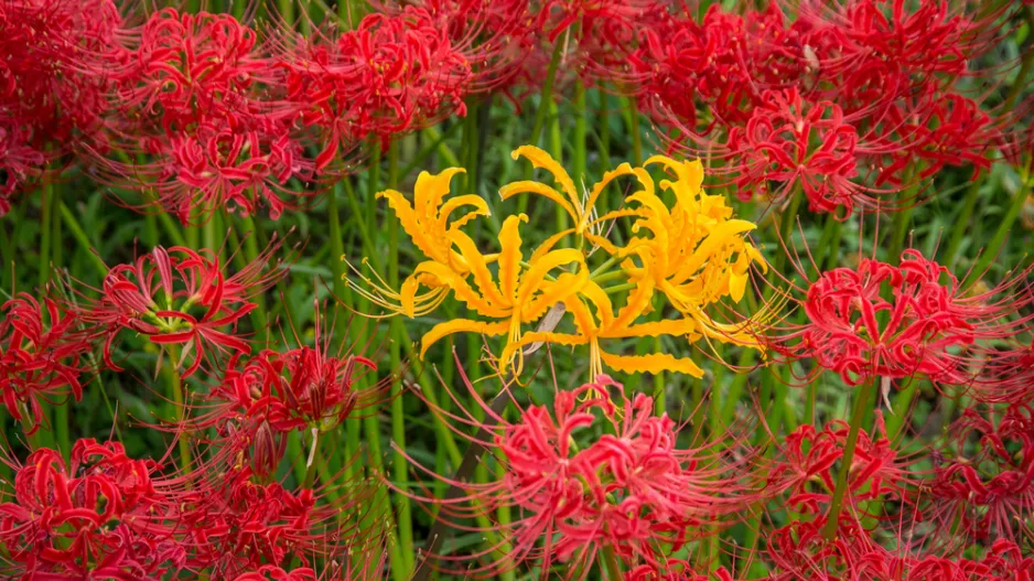 pavoučí lilie (Lycoris)