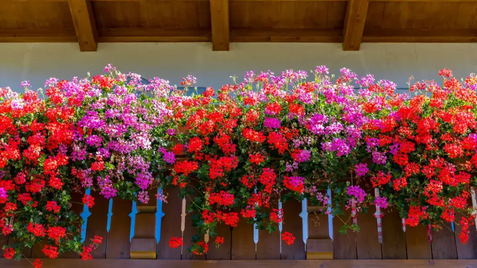 Pelargonie na balkóně a krása jejich květů
