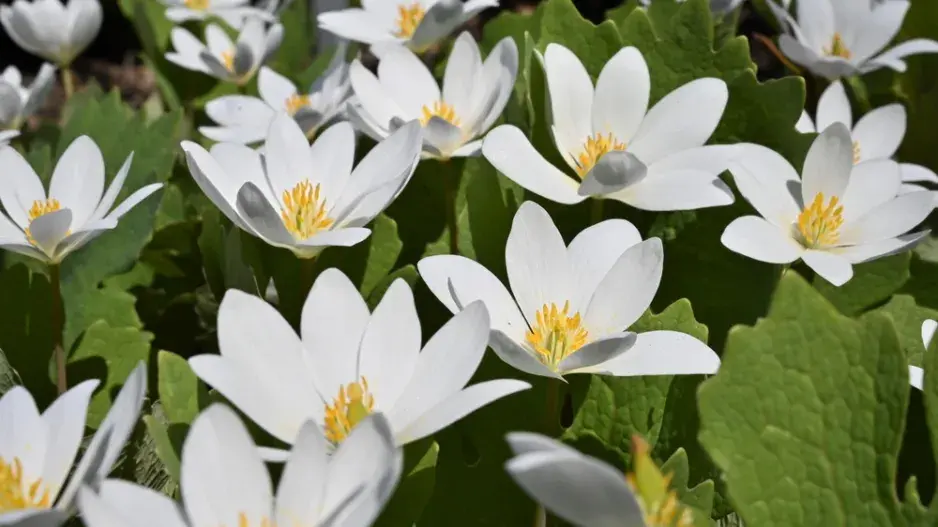 Krevnice, krvavěnka kanadská (Sanguinaria canadensis)