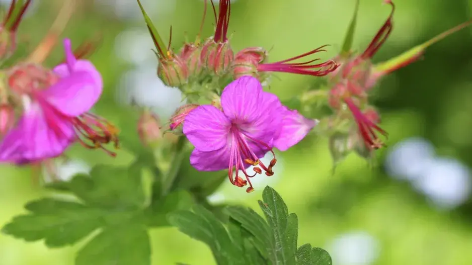 Kakost oddenkatý (Geranium macrorrhizum)