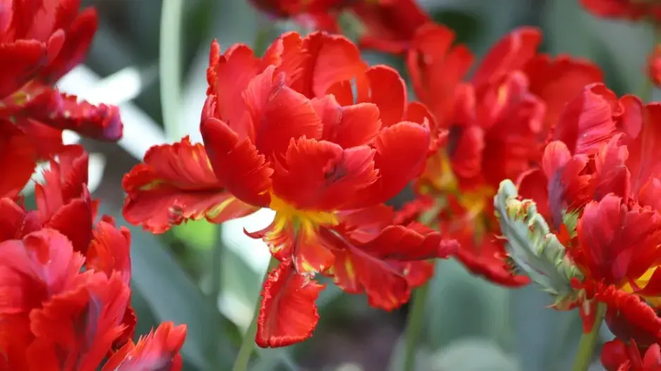 Tulipány po odkvětu