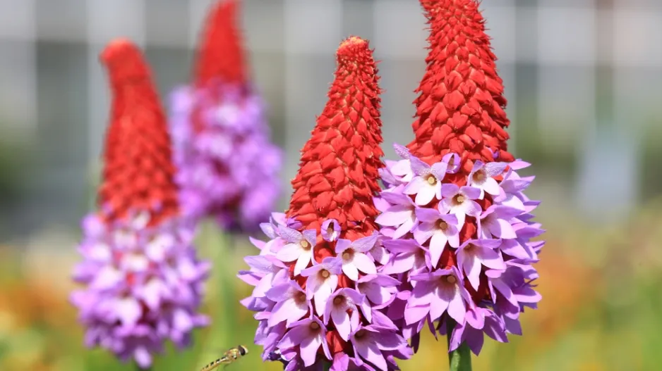 Prvosenka vstavačokvětá (Primula vialii)