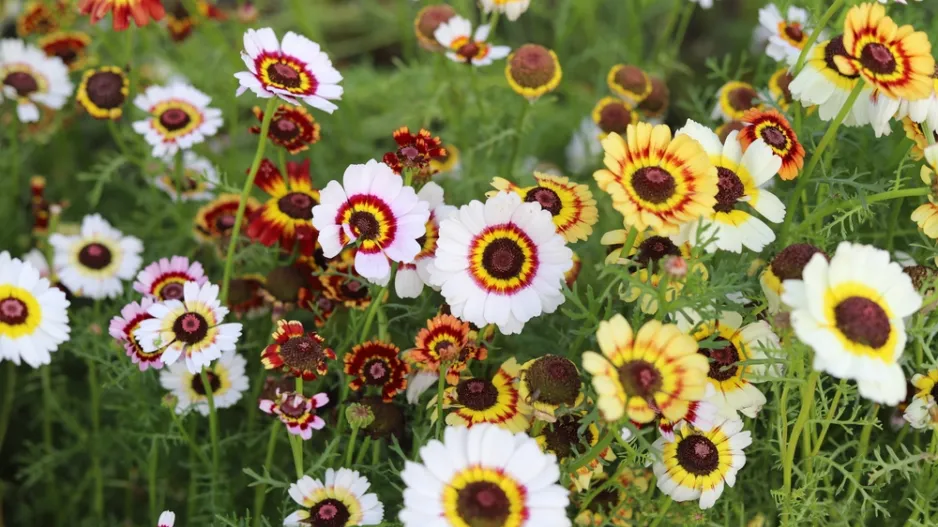 Kopretina kýlnatá (Chrysanthemum carinatum)