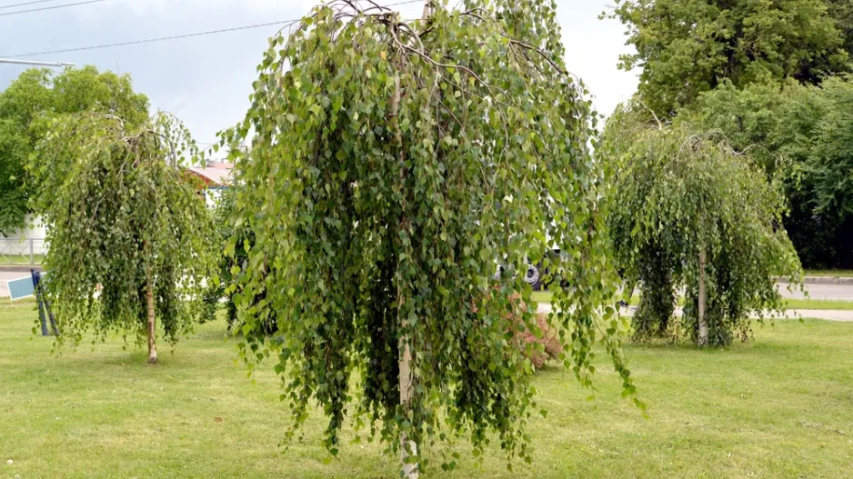 Převislé stromy