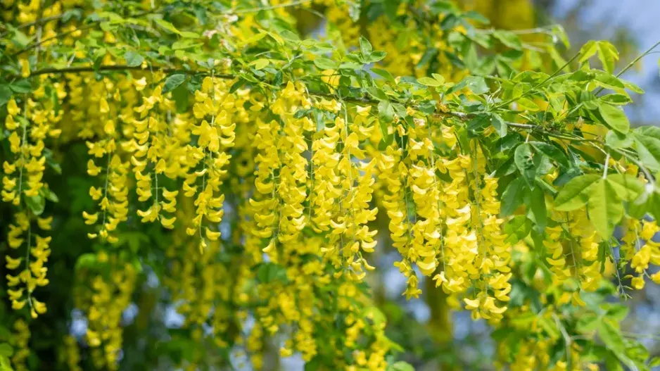 Štědřenec odvislý (Laburnum anagyroides)