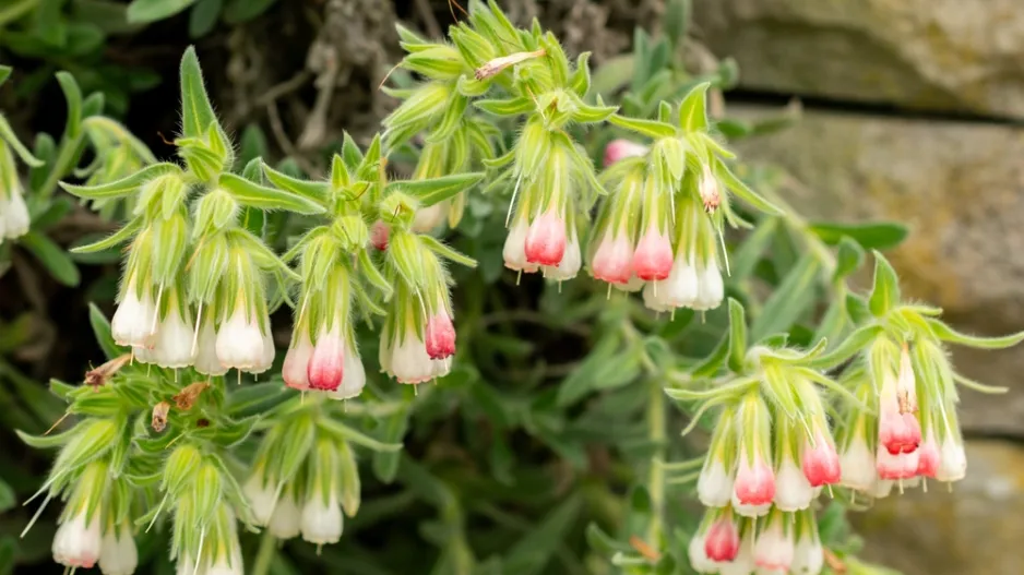 Ruměnice (Onosma alborosea)