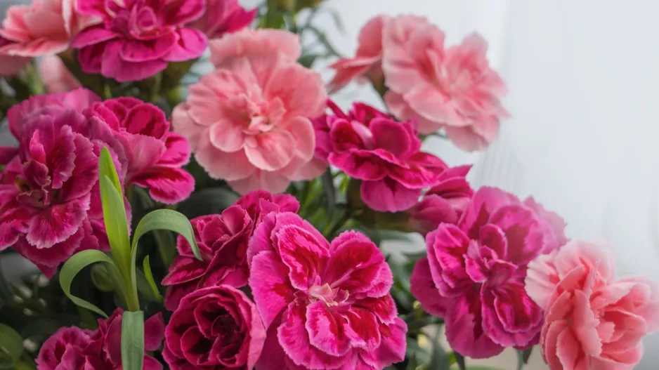 Karafiát (Dianthus)