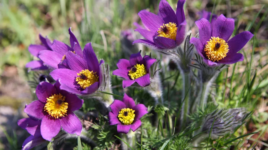 Koniklec jarní (Pulsatilla vernalis)