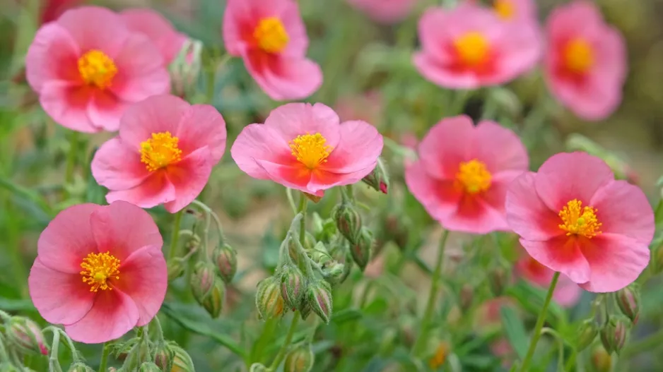 devaterník (Helianthemum)