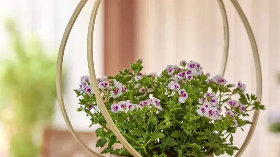 Nejkrásnější nápady na zavěšení muškátů v boho stylu, větve i recyklované dekorace