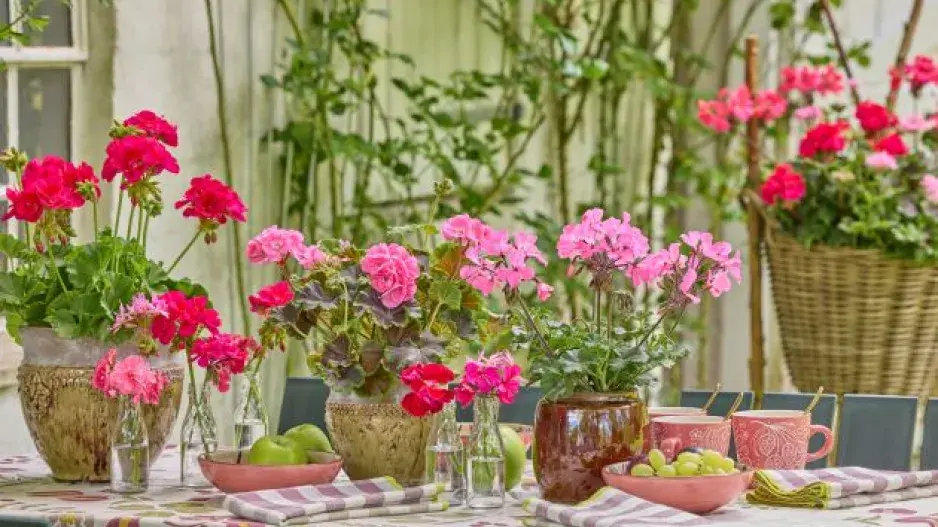Péče o muškáty, inspirace a nejkrásnější odrůdy