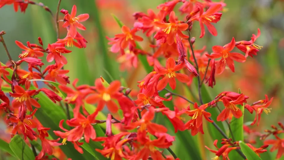 Montbrécie (Crocosmia)