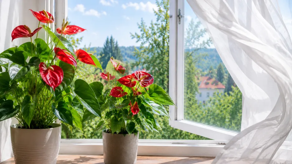 Anturie (Anthurium)