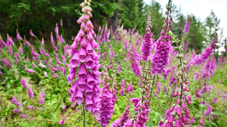 Náprstník červený (Digitalis purpurea)