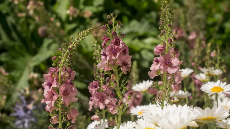 Divizna brunátná (Verbascum phoeniceum)