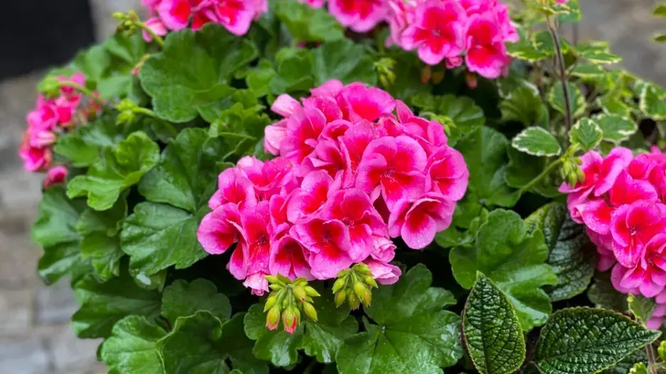Nejkrásnější pelargonie do truhlíků i záhonů, které kvetou celé léto a slimáky příliš nelákají