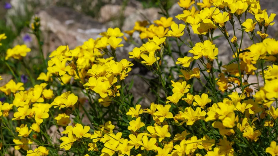 zlatý len (Linum flavum)