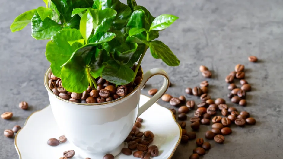 Coffea arabica