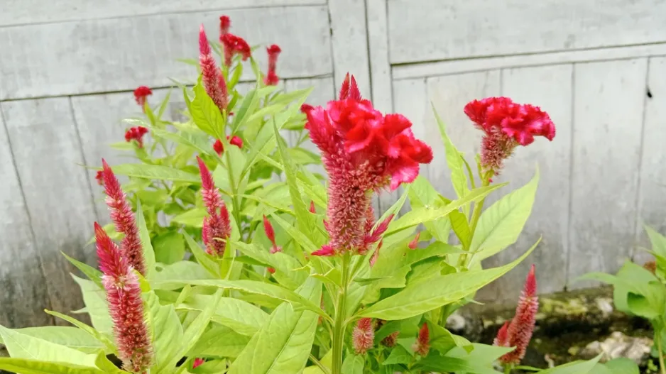 Nevadlec (Celosia)