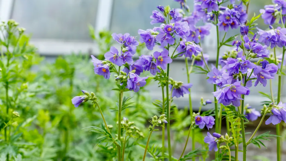 Jirnice (Polemonium)