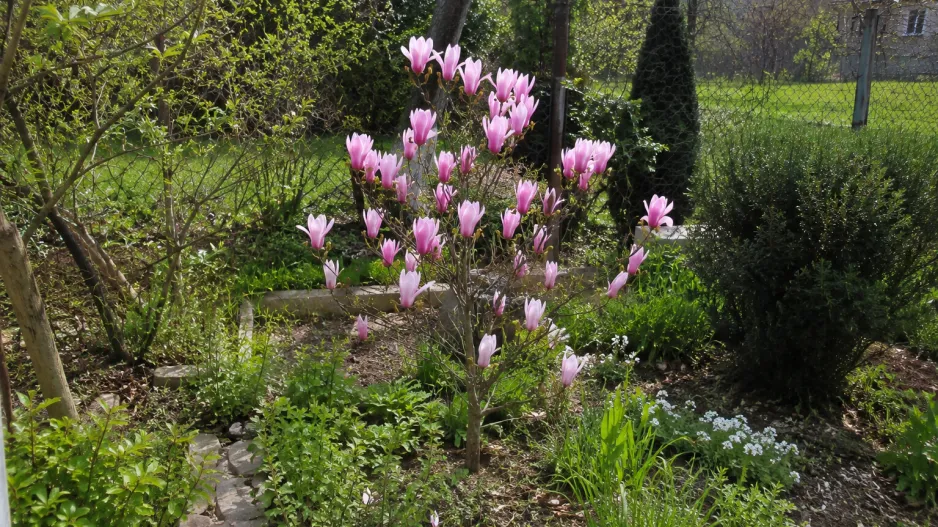Okrasný keř magnolie