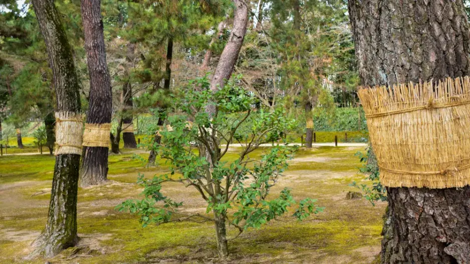 Škůdci stromů a ochrana před nimi