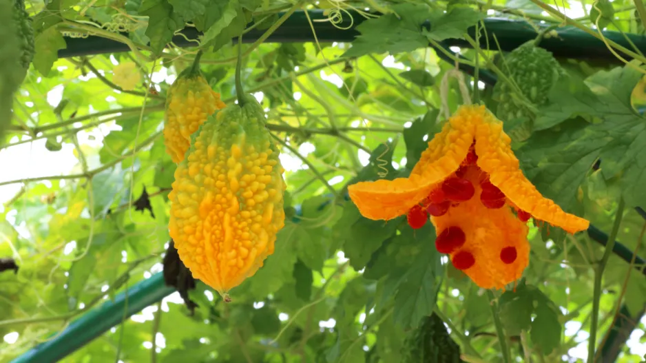 momordika (Momordica charantia)