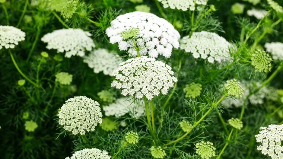 Pakmín (Ammi)