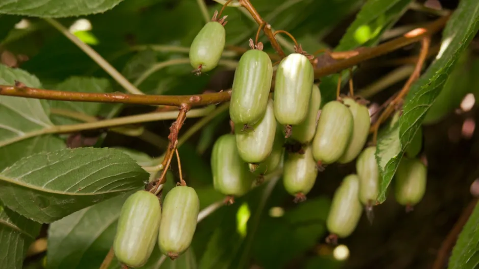 Mrazuvzdorné kiwi
