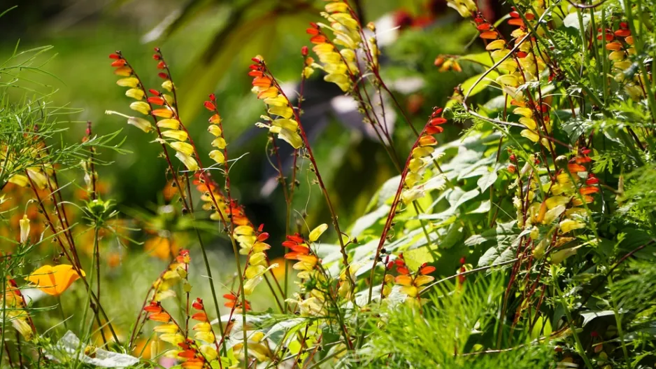 povíjnice laločnatá (Ipomoea lobata, dříve Mina lobata)