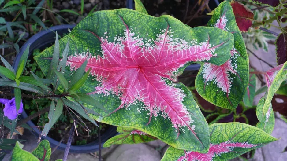 Péče o caladium