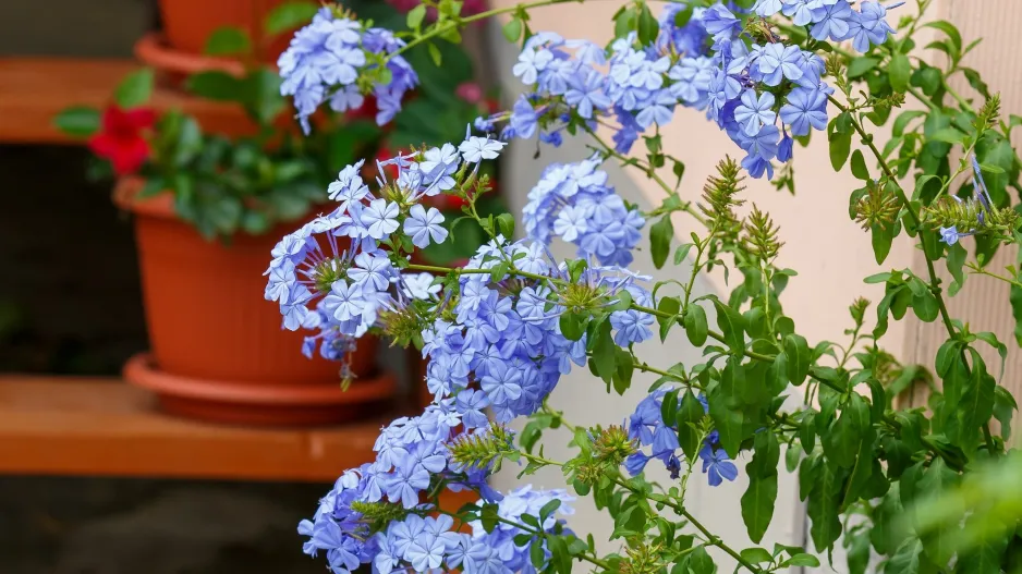 olověnec ouškatý (Plumbago auriculata)