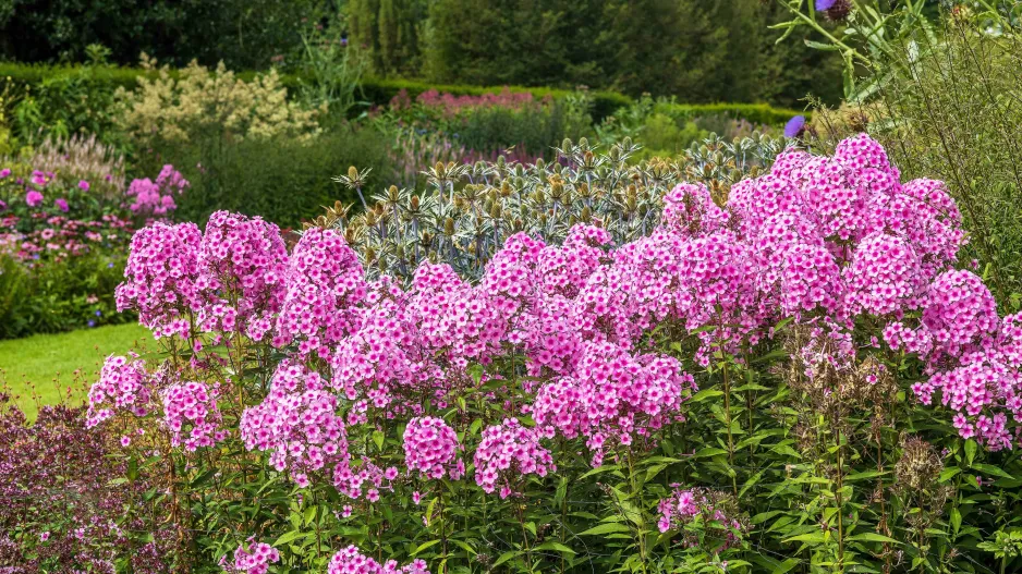 plamenka latnatá, flox (Phlox paniculata)