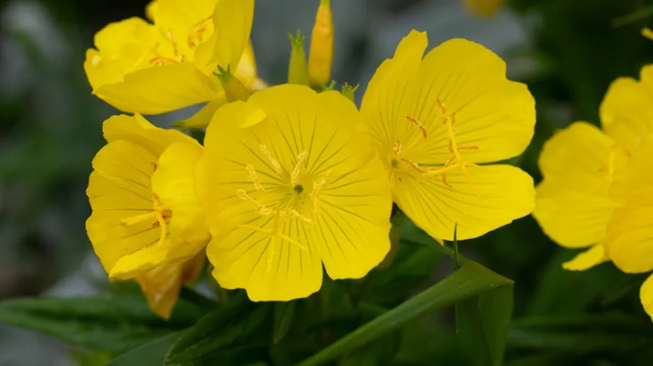 Pupalka missourská (Oenothera macrocarpa)