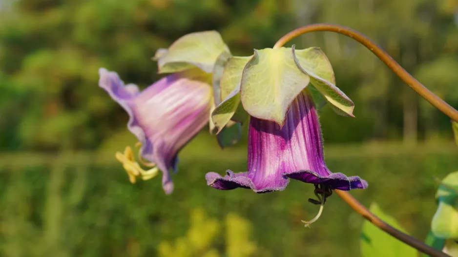 Vilec šplhavý neboli kobea (Cobaea scandens) 