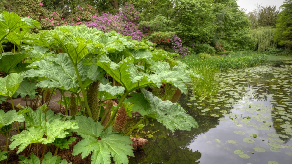 Barota rukávovitá (Gunnera manicata)