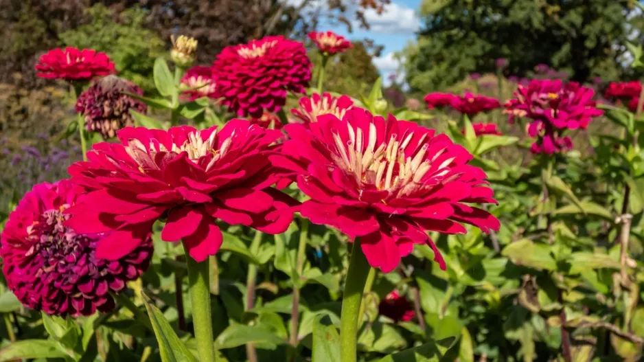 Zinnia elegans