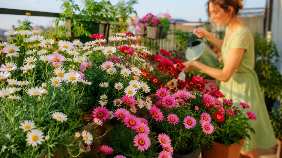 Kopretinovec nebo i kopretina pařížská (Argyranthemum) 