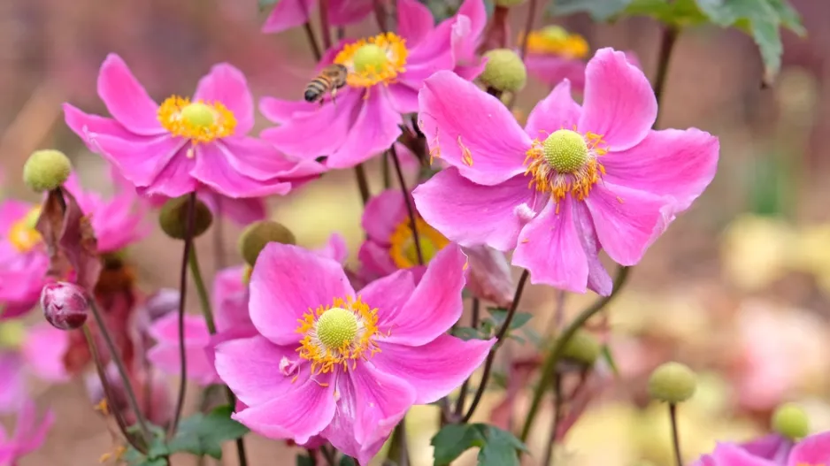 Sasanka hupejská neboli podzimní sasanka (Anemone hupehensis) 
