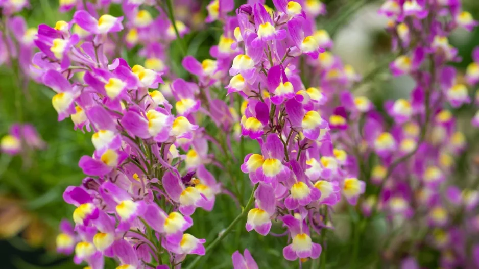 Lnice marocká (Linaria maroccana)