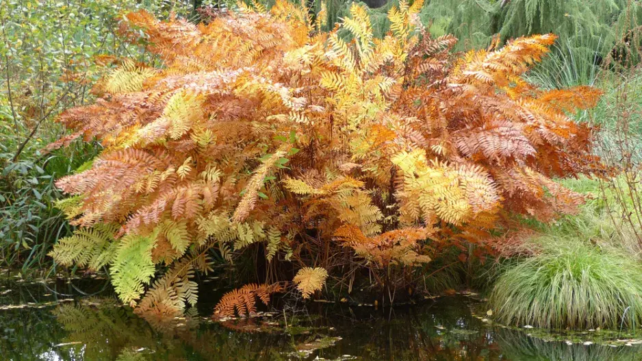 podezřeň královská (Osmunda regalis)