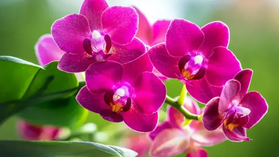 Pěstování orchideje