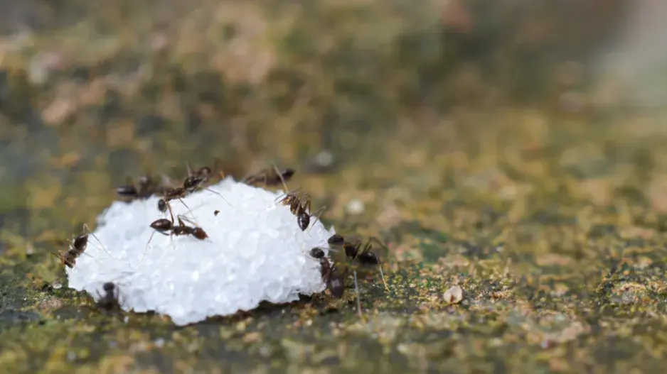 Mravenci v zahradě a jak správně použít směs sody a cukru